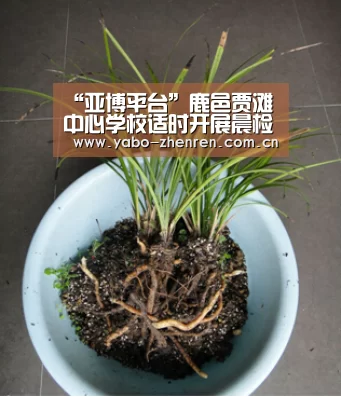 “亚博平台”鹿邑贾滩中心学校适时开展晨检活动